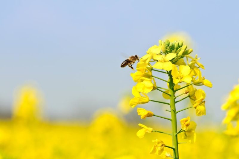 bee and canola